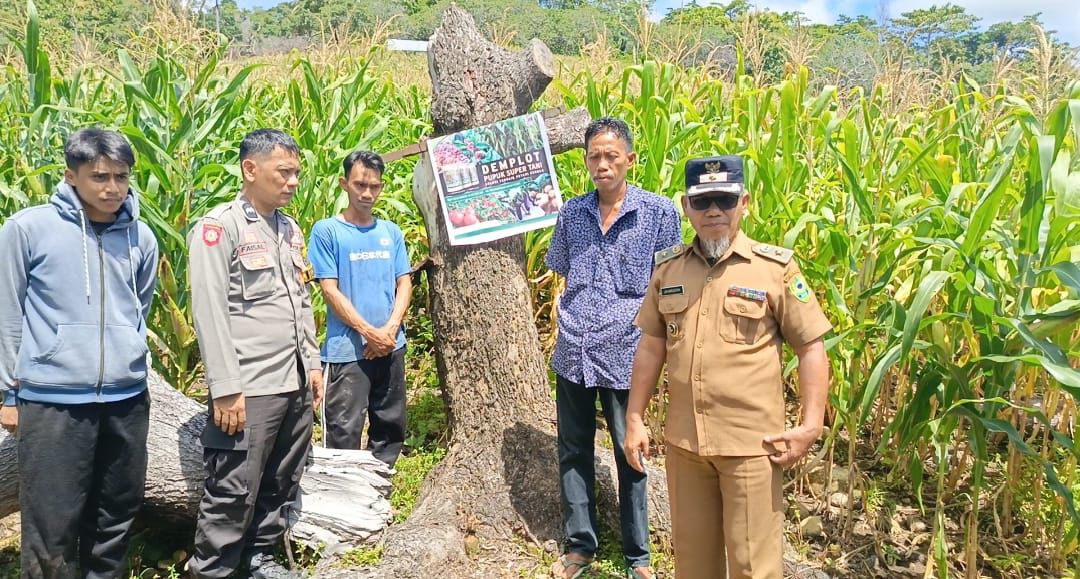 Lokasi demplot pupuk Super Tani di Desa Batupute, Kabupaten Barru, beberapa waktu yang lalu.