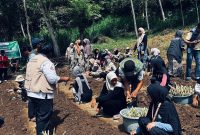 Kegiatan program Lahan Hijauan Pakan Ternak  di Desa Pattiro Deceng, Kecamatan Camba, Kabupaten Maros, pada Sabtu (9/8/2025).